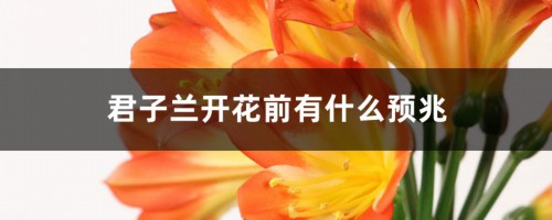 君子兰开花前有什么预兆