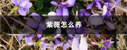 紫薇怎么养