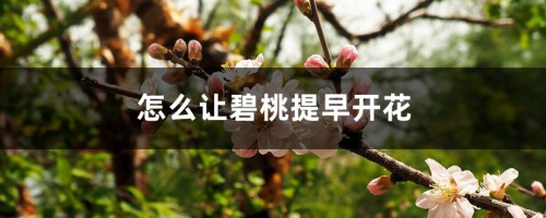 怎么让碧桃提早开花